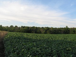 Property photo 8 - 80+/- Acres Land Auction offered in 5 Tracts
